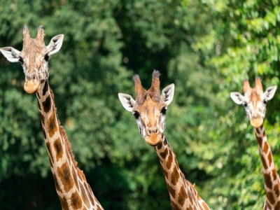 Holiday house Luxuszelt im Serengeti Park - Outdoor photo 27