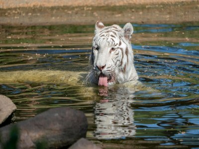 Holiday house Luxuszelt im Serengeti Park - Outdoor photo 28
