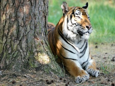 Holiday house Luxuszelt im Serengeti Park - Outdoor photo 31