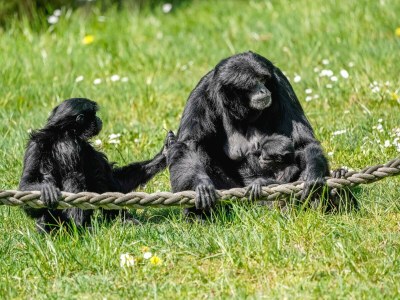 Holiday house Luxuszelt im Serengeti Park - Outdoor photo 40