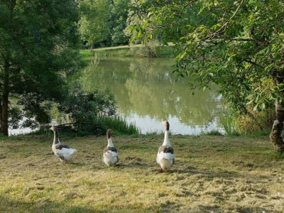 Holiday house Oakwood Hideaway Aufenthalt - Environment photo 16
