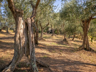 Holiday house Villa in Tuscany with Pool and Olive Grove - Outdoor photo 12