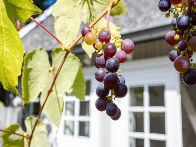 Holiday house Ferienhaus in Domburg am Strand - Outdoor photo 43