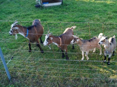 Apartment 2-Bett-Ferienwohnung, Bad/WC für 2 bis 5 Personen - Outdoor photo 15