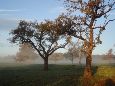 Holiday house BlackForest Lounge Chalet Lindenbuch - Environment photo 19