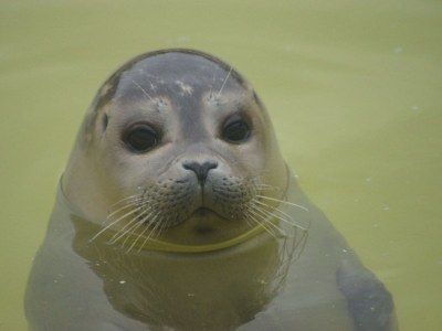 Holiday apartment Norddeich - Environment photo 13