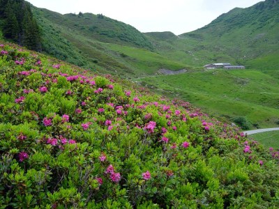 Holiday apartment Zafernblick - Environment photo 21