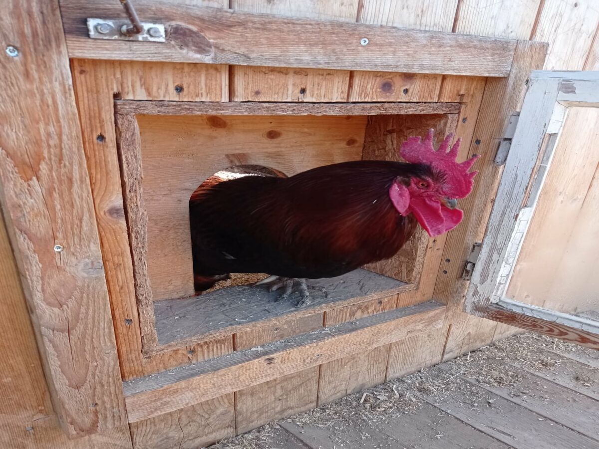 Apartment Apartment in Stans near Wolfsklamm River - Outdoor photo 3