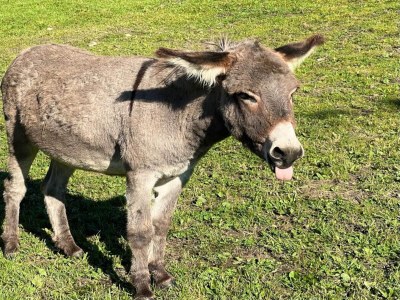 Apartment Apartment in Stans near Wolfsklamm River - Outdoor photo 24