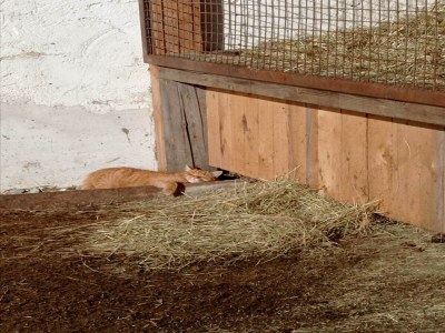 Apartment Apartment in Stans near Wolfsklamm River - Outdoor photo 27