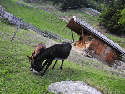 Holiday apartment Lana at Gruberhof Farm - Environment photo 24