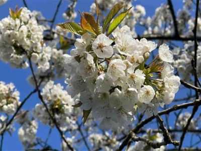 Holiday park Holiday home in Langelille near Lake - Environment photo 27