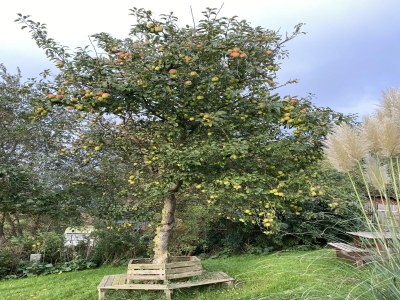 Holiday house Opas Hus auf Pellworm - Outdoor photo 3