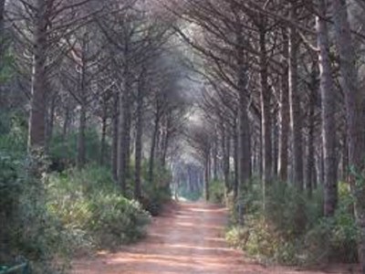 Holiday apartment in the Casa la Macchia - Environment photo 33