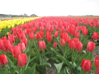 Holiday apartment Petten Beach 12 - Environment photo 18