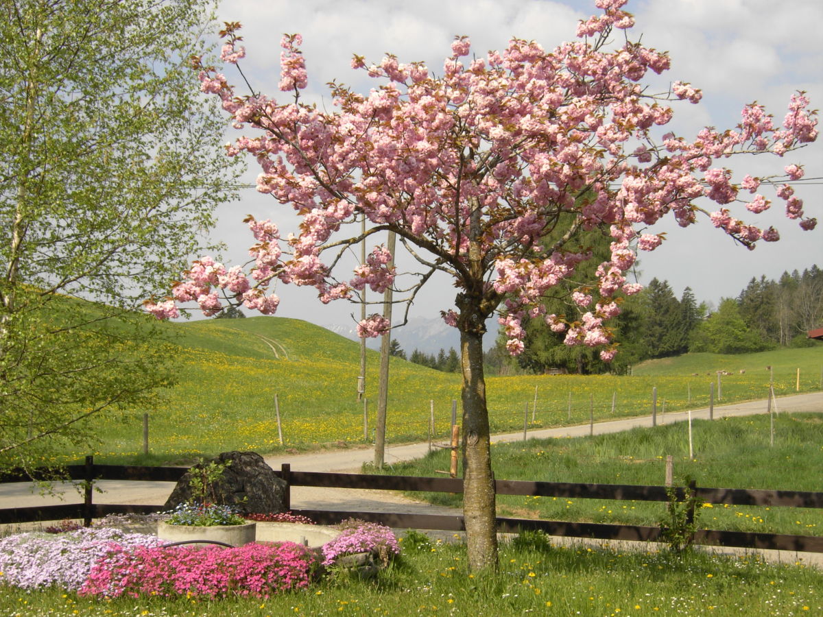 Holiday apartment Waltner - Outdoor photo 2