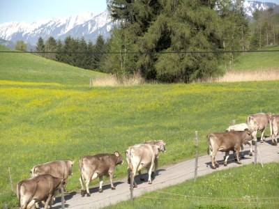 Holiday apartment Waltner - Outdoor photo 4
