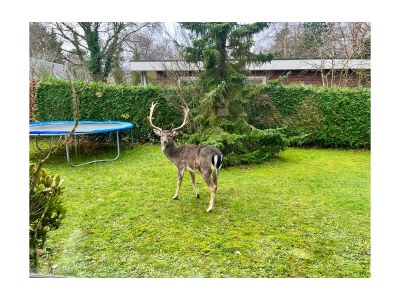 Bungalow Klein-Duinoord: Esdoorn - Outdoor photo 6