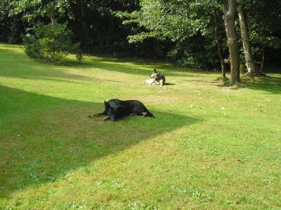 Bungalow Klein-Duinoord: Esdoorn - Environment photo 17