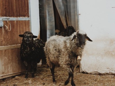 Holiday apartment Reutl - Outdoor photo 9