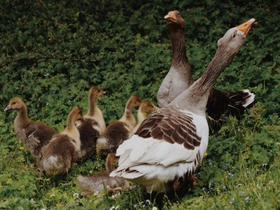 Holiday apartment Reutl - Outdoor photo 10