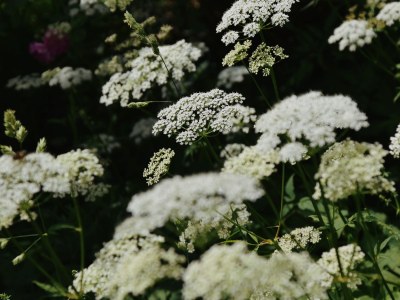 Holiday apartment Reutl - Environment photo 24