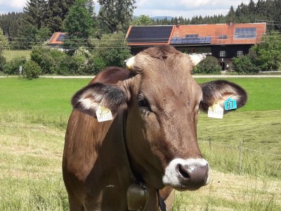 Holiday apartment Hiemer 2 in Sulzberg - Holiday apartment