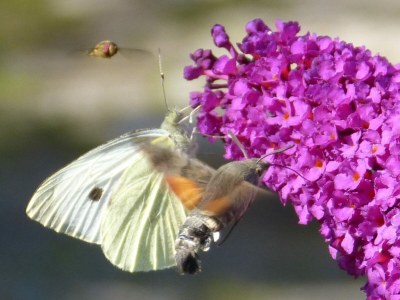 Holiday apartment Hiemer 2 - Outdoor photo 17