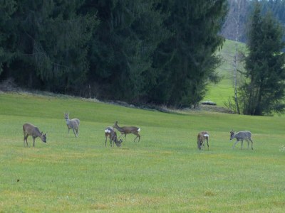 Holiday apartment Hiemer 2 - Outdoor photo 19