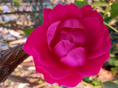 Holiday house L'Eden delle Rose - Outdoor photo 8