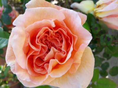 Holiday house L'Eden delle Rose - Outdoor photo 10