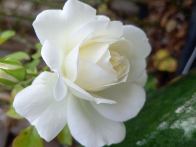 Holiday house L'Eden delle Rose - Outdoor photo 16