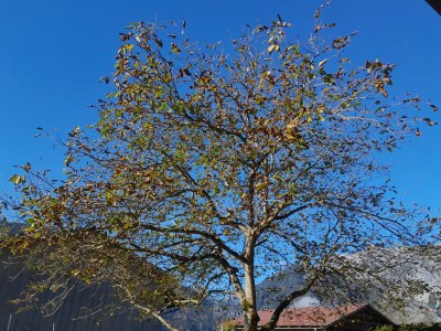Apartment Apartment im Haus Wiesenweg - Outdoor photo 3