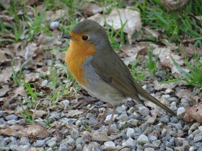 Holiday apartment Koppejan 1AC - Environment photo 20