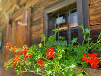 Apartment Wölzenbergalm - Features photo 23