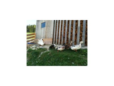 Apartment Ferienwohnung Bergblick - Outdoor photo 14