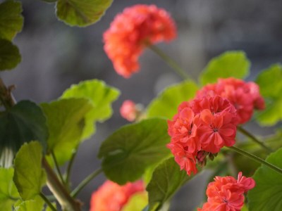 Apartment Ferienwohnung Hösl (Top 1) - Outdoor photo 12