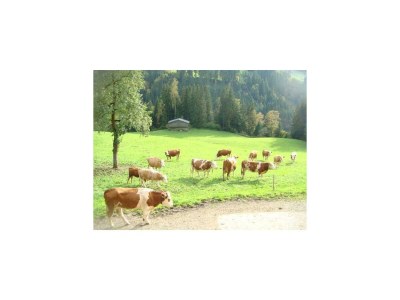 Apartment Wörglerhof - Hüttenappartement Bergblick - Outdoor photo 10