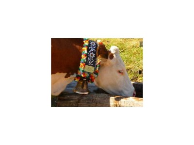 Apartment Wörglerhof - Hüttenappartement Bergblick - Outdoor photo 14