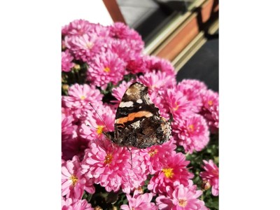 Apartment Appartement Hausberger - Outdoor photo 17