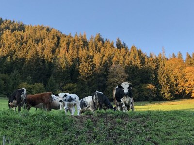 Apartment Ferienwohnung VELI - Outdoor photo 28