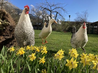 Apartment Apartment Villa Riedhart - Outdoor photo 39