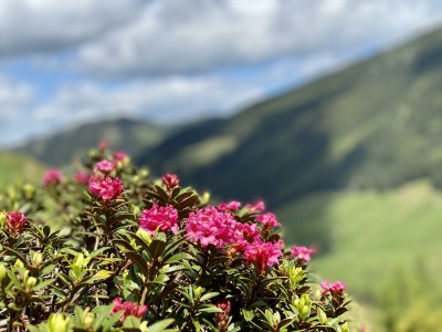 Apartment Appartement Nr. 5 "Alpbach" - Outdoor photo 51