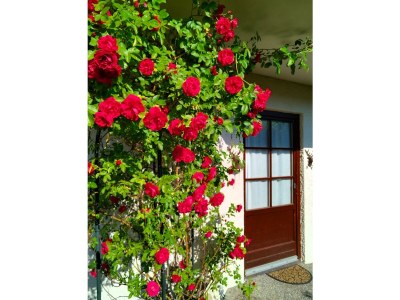 Apartment Ferienwohnung Heidi - Outdoor photo 16