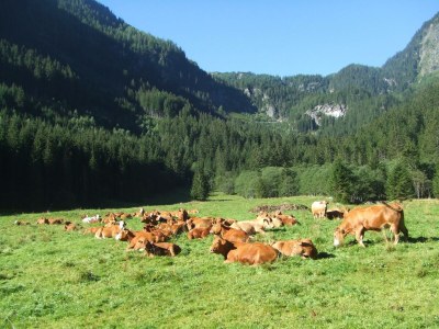 Apartment Holdalm - Outdoor photo 13