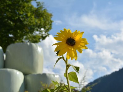 Holiday room Doppelzimmer mit Dusche, WC, Balkon - Outdoor photo 7