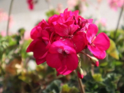 Apartment Appartement Lavendel - Outdoor photo 27