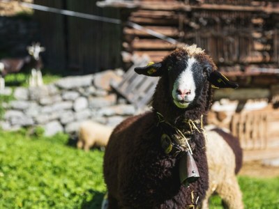Apartment Apartment mit Balkon und Bergsicht - Outdoor photo 6