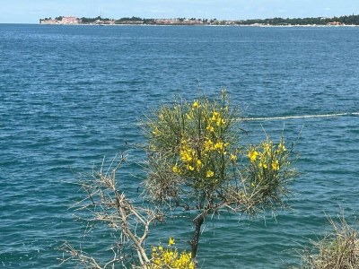 Apartment Apartment Abrega with sea view - Environment photo 69