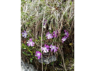 Apartment Appartement Angela - Outdoor photo 50